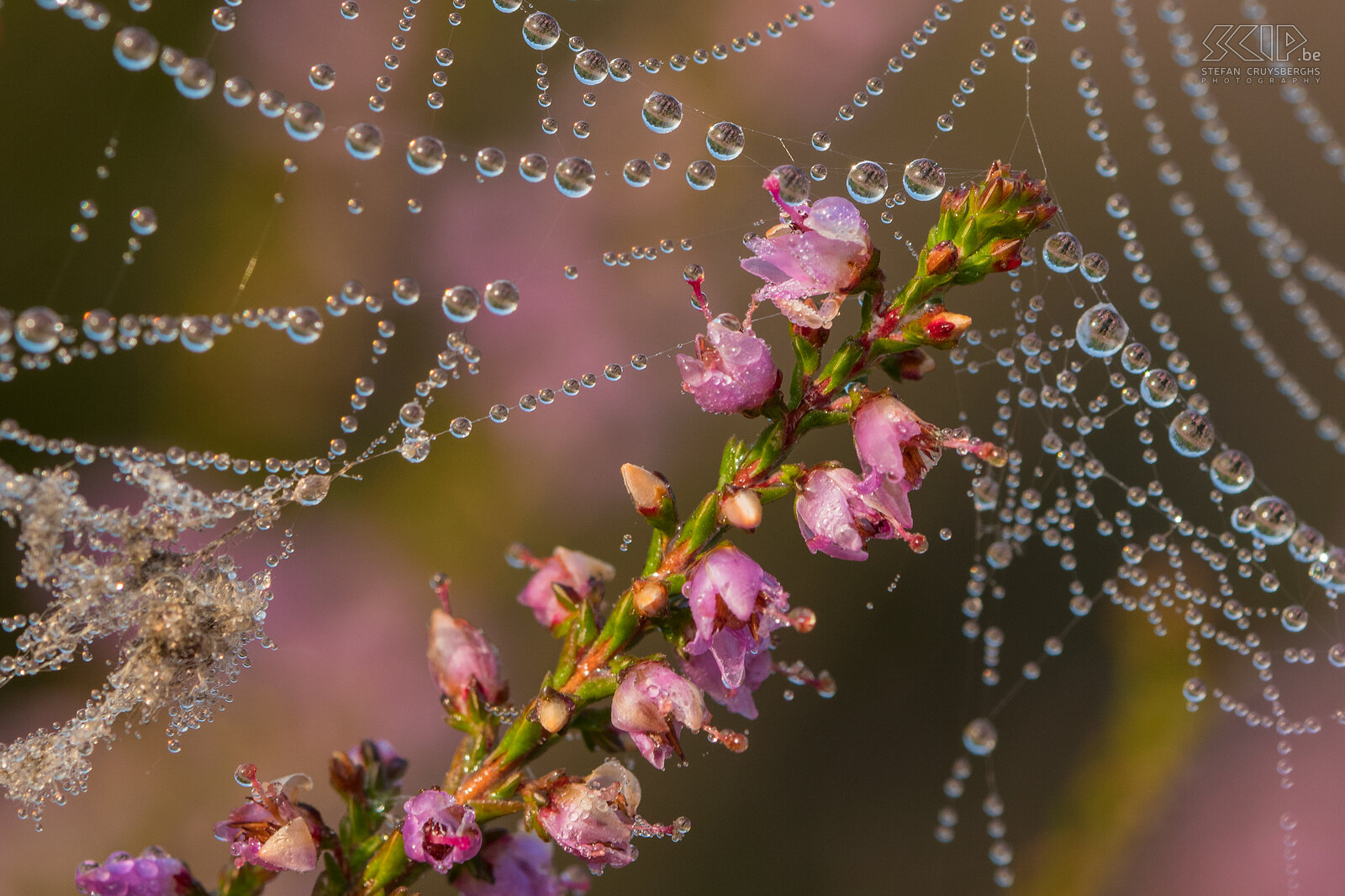 Dewdrops on the heath Dewdrops on the heath in Averbode in Scherpenheuvel Stefan Cruysberghs